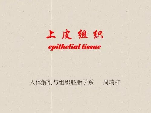 2011七年制上皮