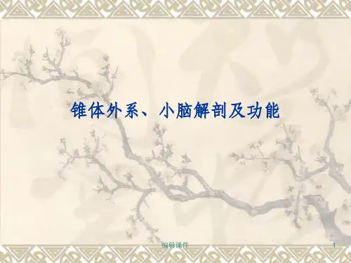 锥体外系小脑解剖PPT课件