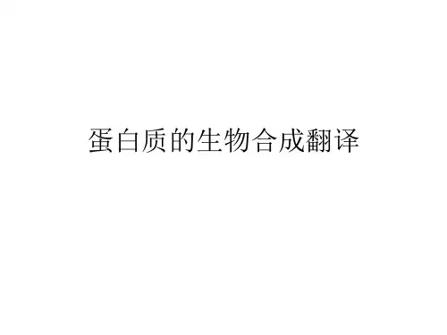蛋白质的生物合成翻译