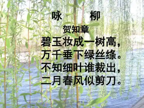 柳叶儿-_图文.ppt