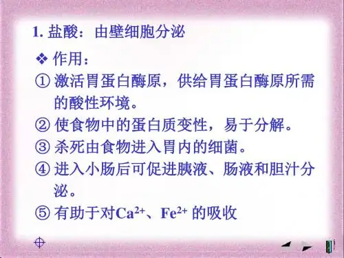 胃的结构及功能