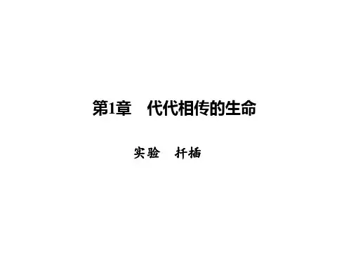 七年级下册科学(浙教)习题课件 1.实验 扦插
