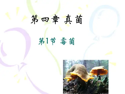 第二节_霉菌