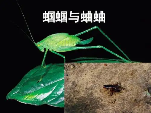 蝈蝈与蛐蛐