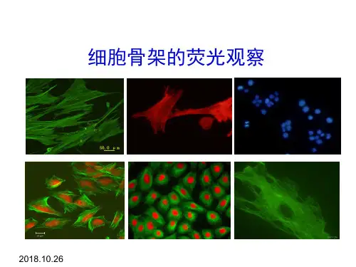 细胞生物学实验- 细胞骨架