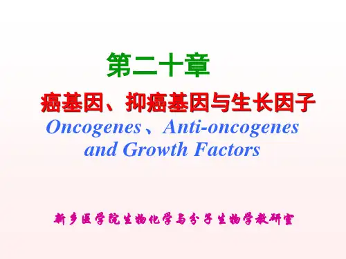 第二十章 癌基因、抑癌基因与生长因子