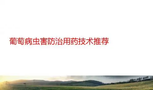 葡萄