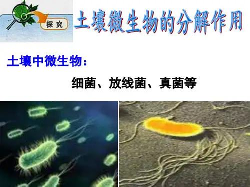 土壤微生物的作用