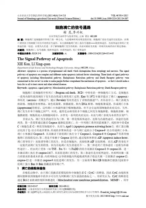 细胞凋亡的信号通路
