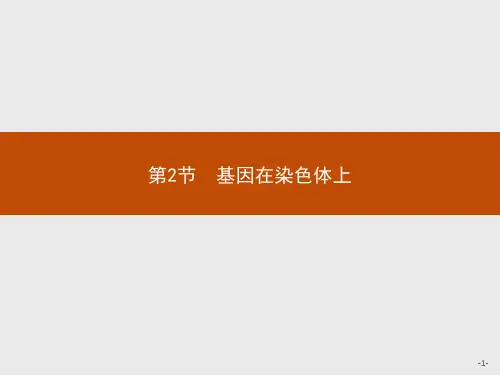 高中生物人教(2019)新教材必修2课件：第2章第2节 基因在染色体上
