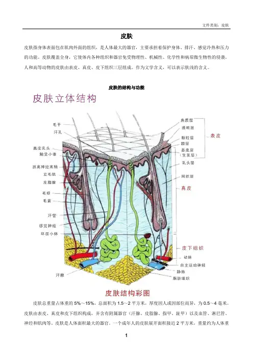 皮肤基本结构