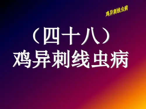 48鸡异刺线虫病