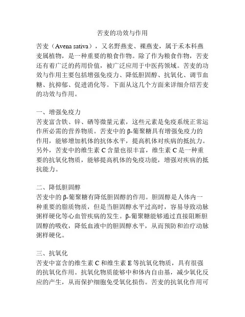 苦麦的功效与作用