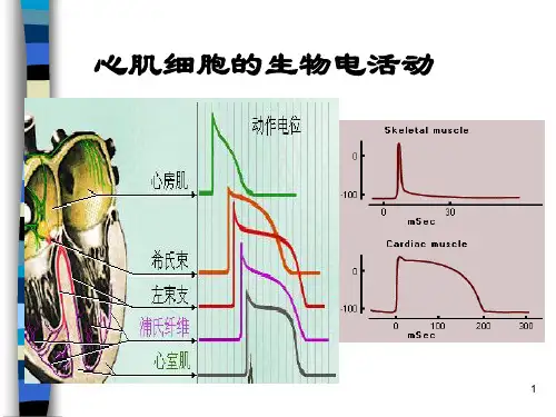 第三讲心肌电生理