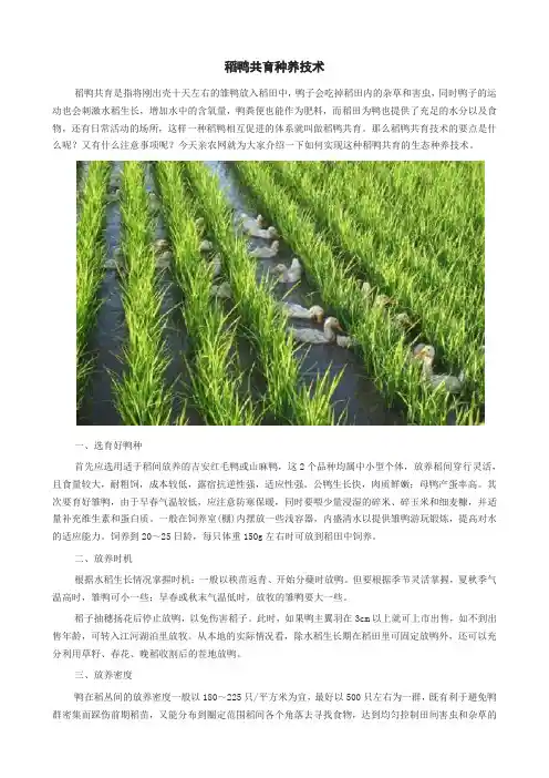 稻鸭共育种养技术