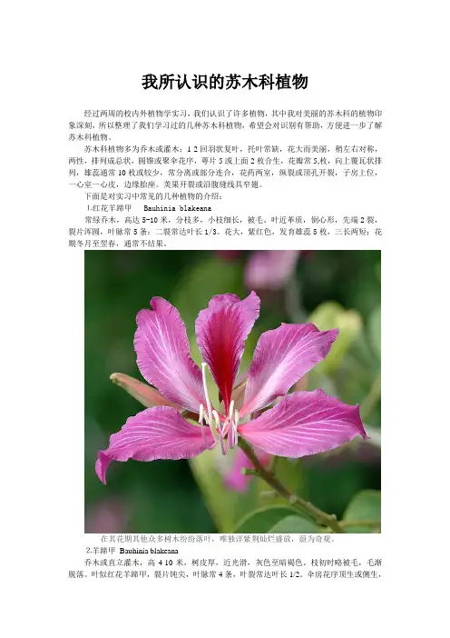 我所认识的苏木科植物