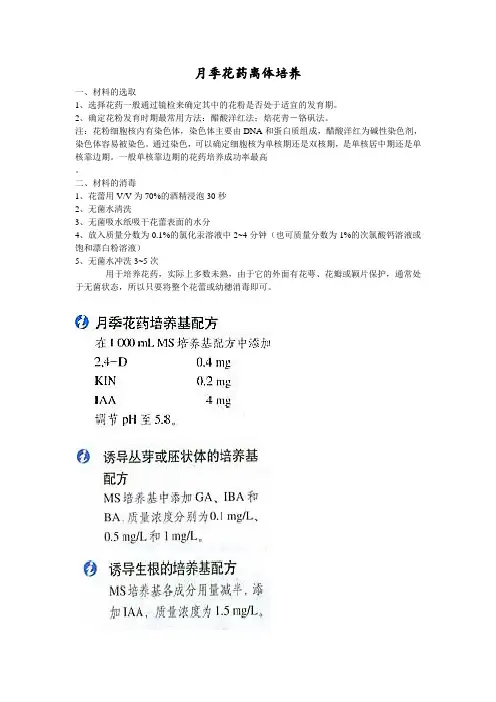 月季的花药离体培养