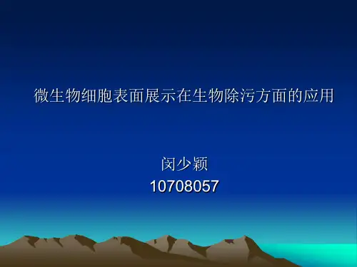 闵少颖-微生物细胞表面展示技术