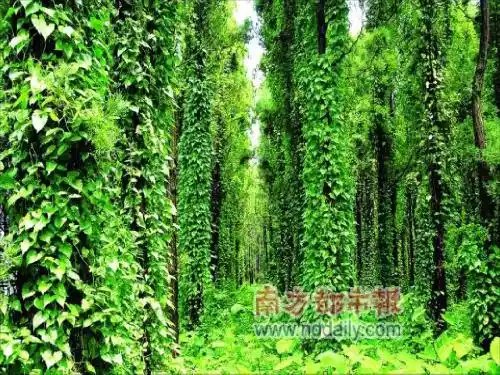 《生物入侵者》公开课课件[1]