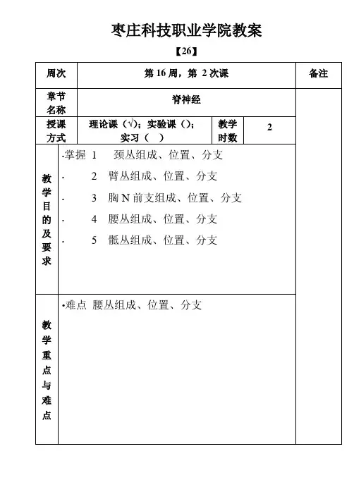 14级护理正常人体结构教案26