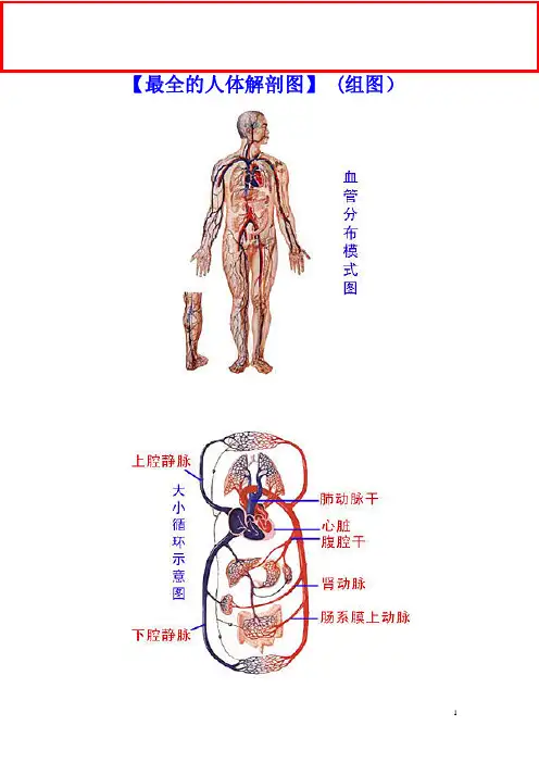 最全的人体解剖图(全彩图)
