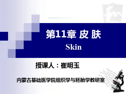 组织学第11章皮肤