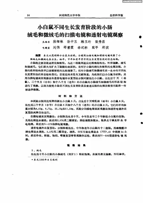 小白鼠不同生长发育阶段的小肠绒毛和微绒毛的扫描...