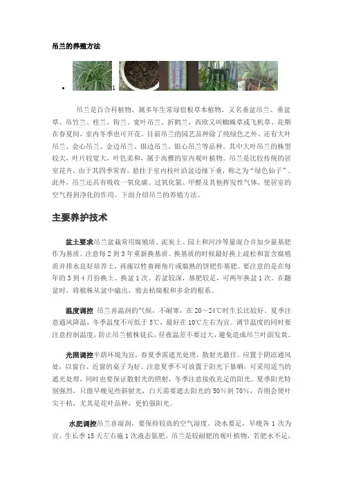 吊兰的养殖方法