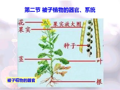 被子植物的器官系统详解