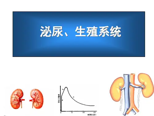 泌尿系统(包含肾图部分)
