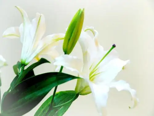 心田上的百合花