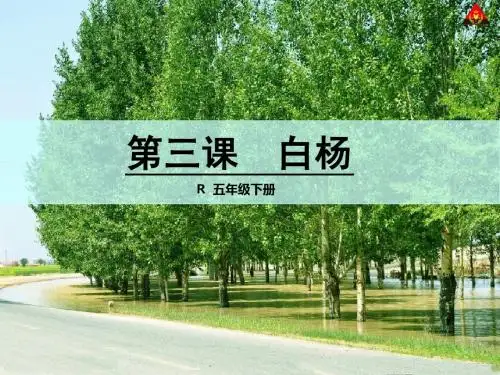 3 白杨
