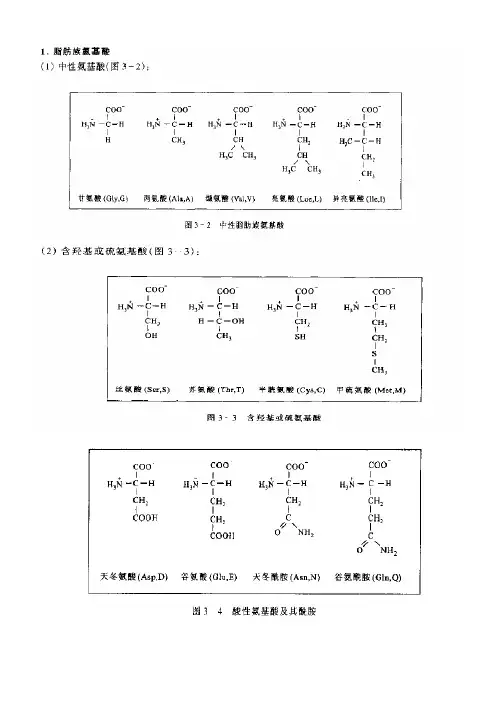 20种氨基酸化学结构式
