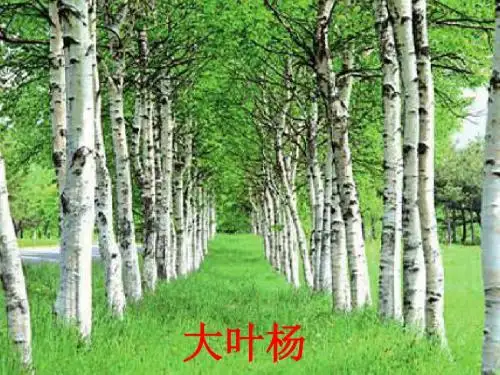 杨树之歌