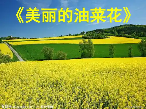 油菜花作文
