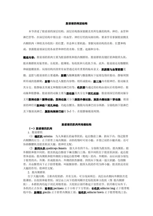股前部的深层结构 - 人体解剖学