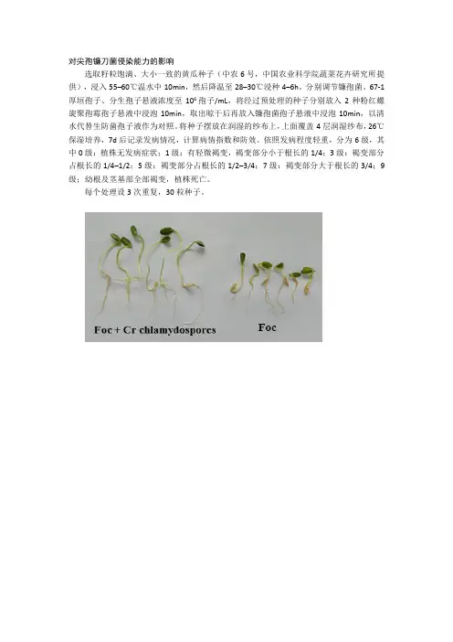 对尖孢镰刀菌侵染能力的测定