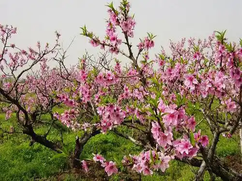 美丽的桃花课件