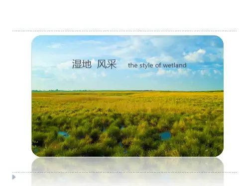 湿地(生态学设计感PPT)