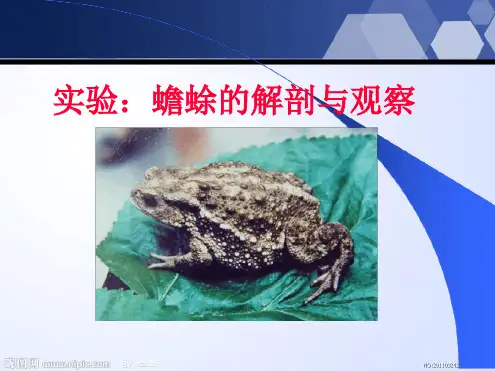 蟾蜍的解剖课件