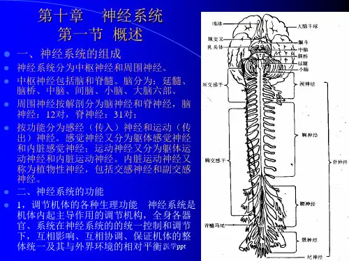 组织学与解剖学神经系统(4)