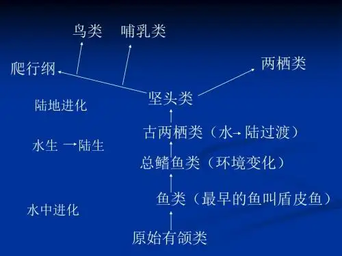 两栖纲