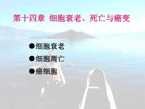 细胞衰老死亡与癌变