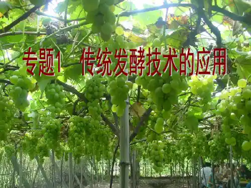 传统发酵技术的应用复习