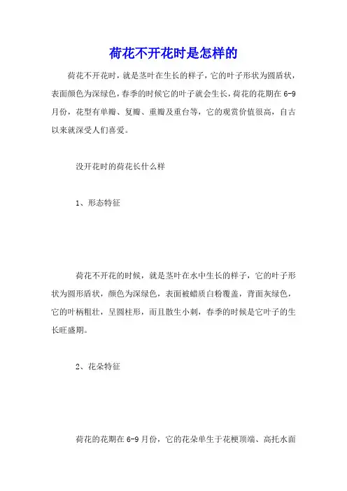 荷花不开花时是怎样的