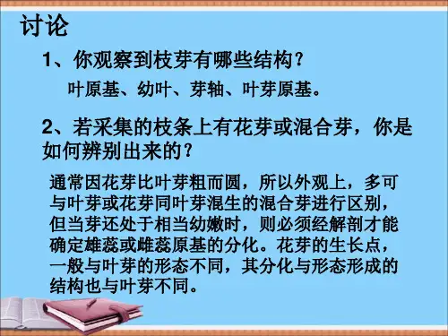 观察枝芽的结构_讨论