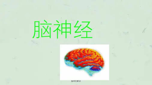 脑神经解剖课件