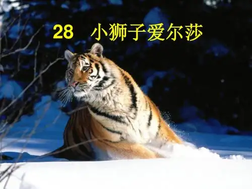 小狮子爱尔莎