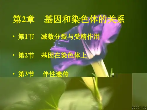 生物高中必修2第二章第一节(二)基因和染色体的关系课件