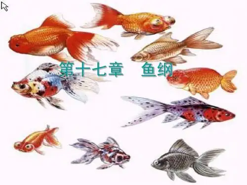 第十七章 鱼纲
